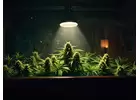 Cannabis Club Barcelona